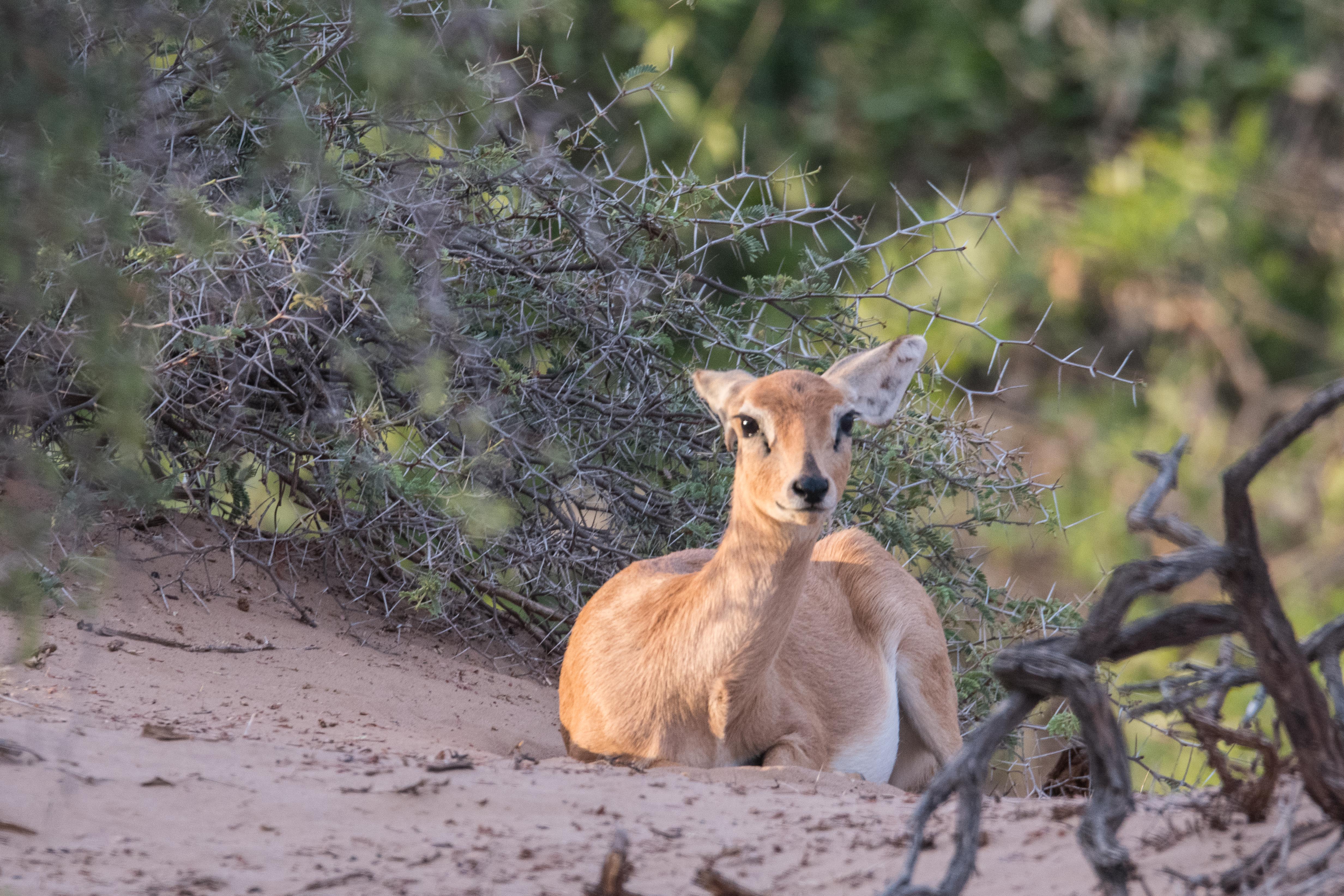 Steenbok (Steenbuck ou Steinbuck, Racipherus campestris), femelle adulte probablement gravide se reposant entre des  buissons d'épineux sous le soleil couchant, Vallée de l'Hoanib, Kaokoland, Namibie.